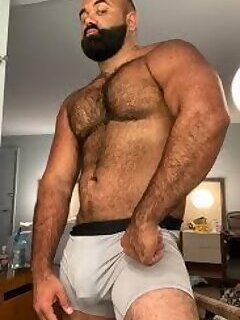 Persian Alpha Wolf